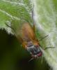 Fannia lustrator